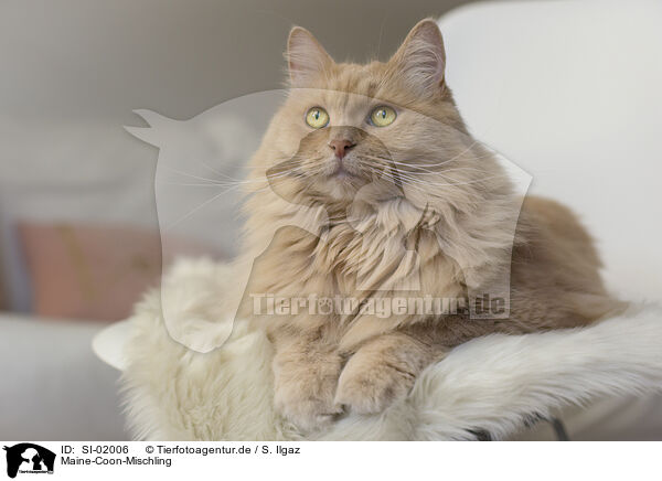 Maine-Coon-Mischling / SI-02006