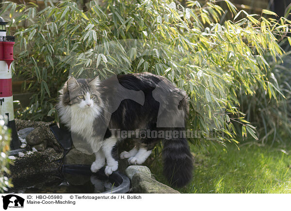 Maine-Coon-Mischling / Maine-Coon-Cross / HBO-05980