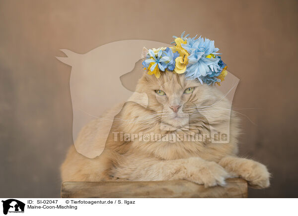 Maine-Coon-Mischling / SI-02047