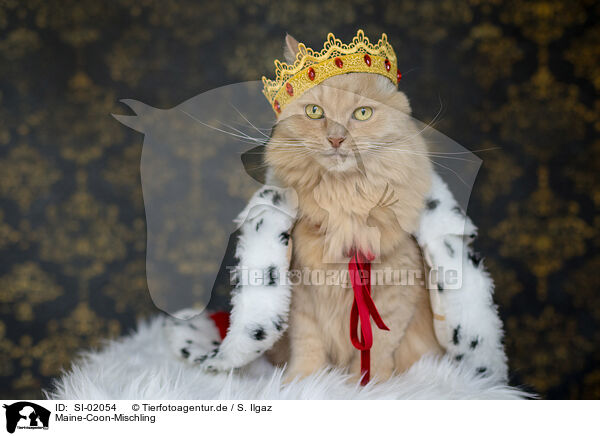 Maine-Coon-Mischling / SI-02054