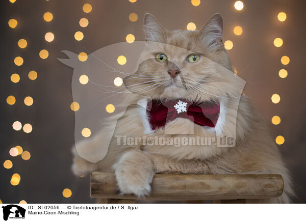 Maine-Coon-Mischling / SI-02056