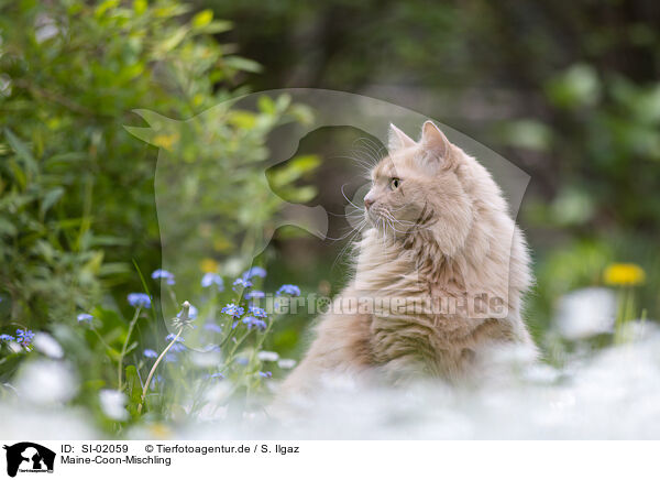 Maine-Coon-Mischling / SI-02059