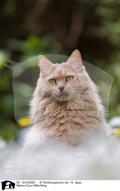 Maine-Coon-Mischling / SI-02060