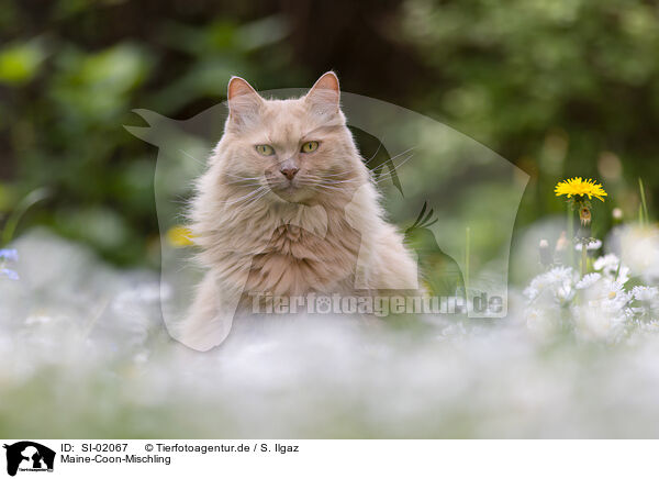 Maine-Coon-Mischling / SI-02067