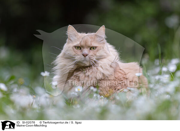 Maine-Coon-Mischling / SI-02076