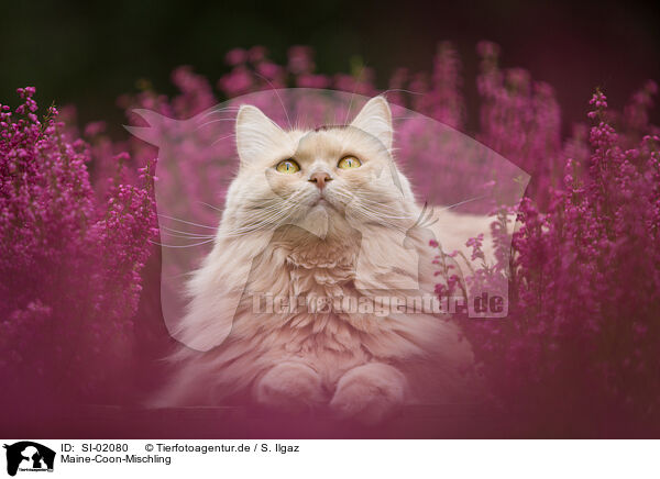 Maine-Coon-Mischling / SI-02080