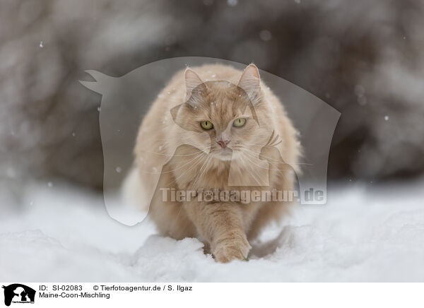 Maine-Coon-Mischling / SI-02083