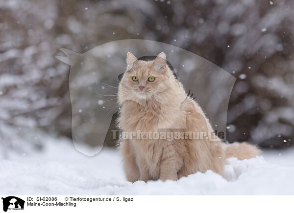 Maine-Coon-Mischling / SI-02086