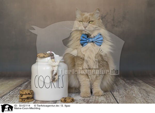 Maine-Coon-Mischling / SI-02114