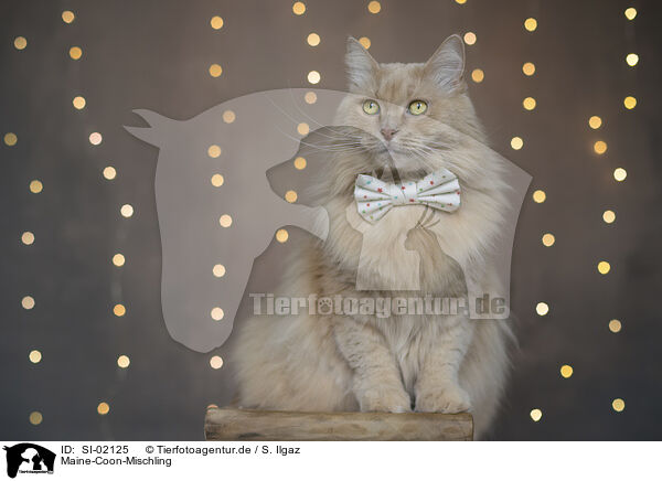 Maine-Coon-Mischling / Maine-Coon-Cross / SI-02125