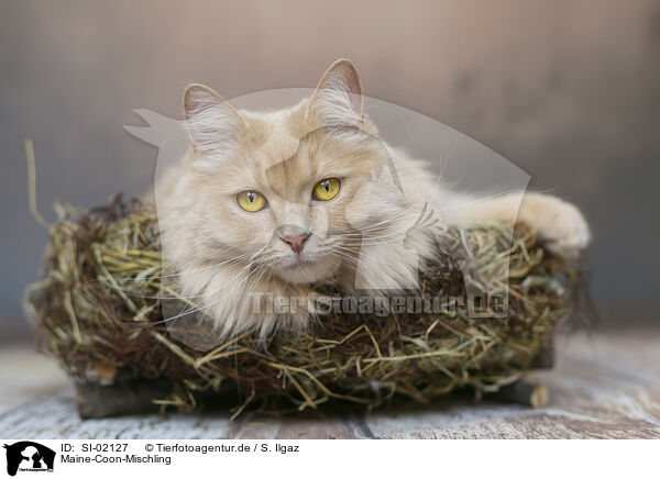 Maine-Coon-Mischling / SI-02127