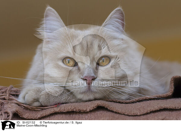 Maine-Coon-Mischling / SI-02132