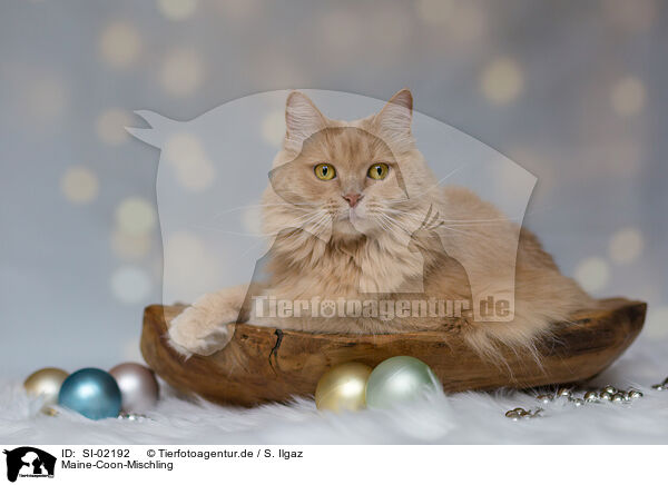 Maine-Coon-Mischling / SI-02192