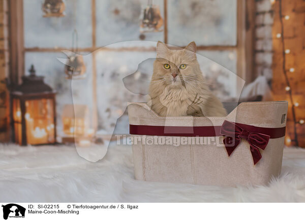 Maine-Coon-Mischling / SI-02215
