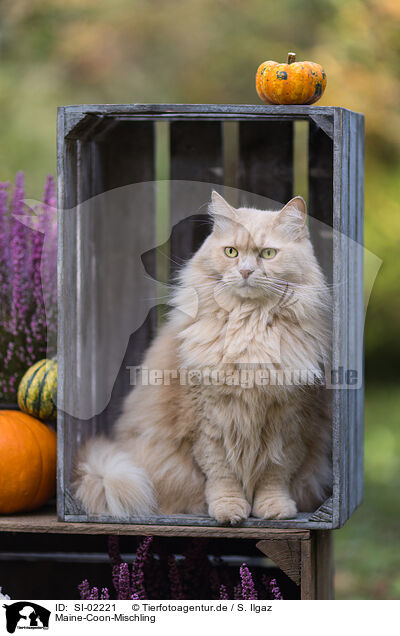 Maine-Coon-Mischling / SI-02221