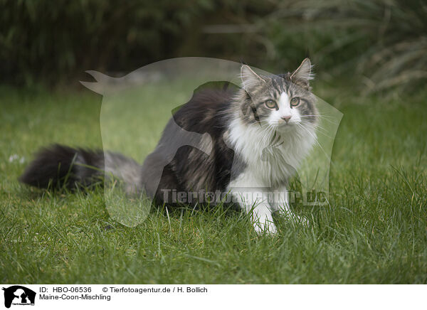 Maine-Coon-Mischling / HBO-06536