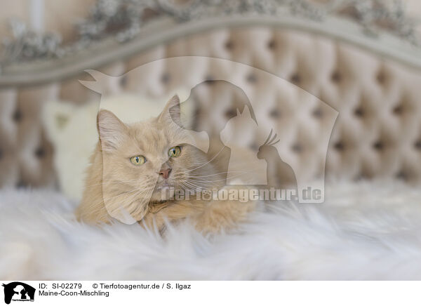 Maine-Coon-Mischling / Maine-Coon-Cross / SI-02279
