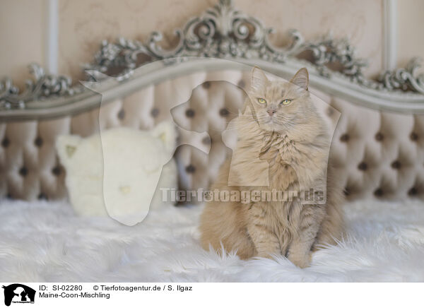 Maine-Coon-Mischling / SI-02280