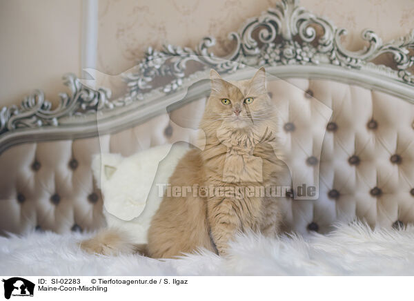 Maine-Coon-Mischling / SI-02283