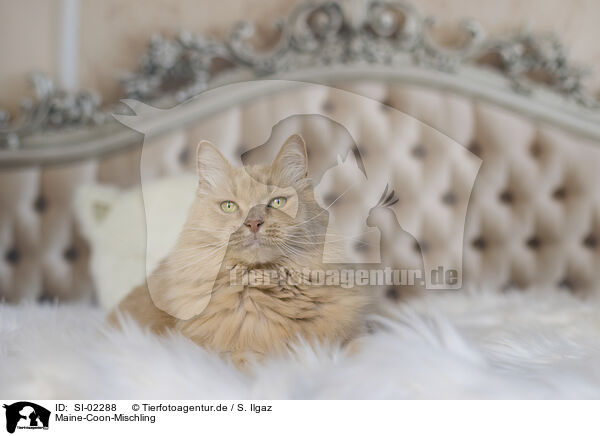 Maine-Coon-Mischling / SI-02288
