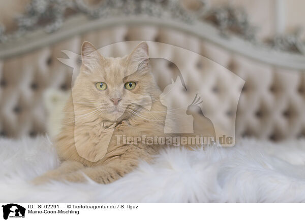 Maine-Coon-Mischling / SI-02291