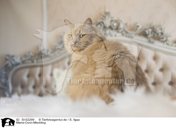 Maine-Coon-Mischling / SI-02299