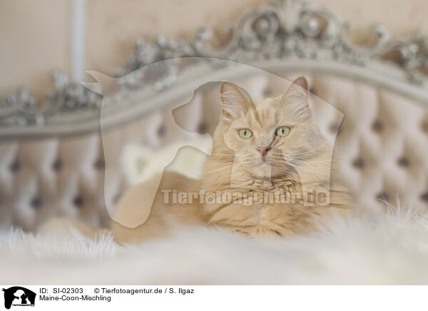 Maine-Coon-Mischling / SI-02303