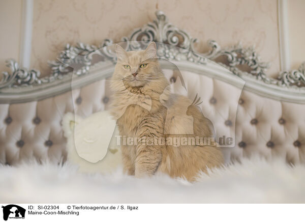 Maine-Coon-Mischling / Maine-Coon-Cross / SI-02304