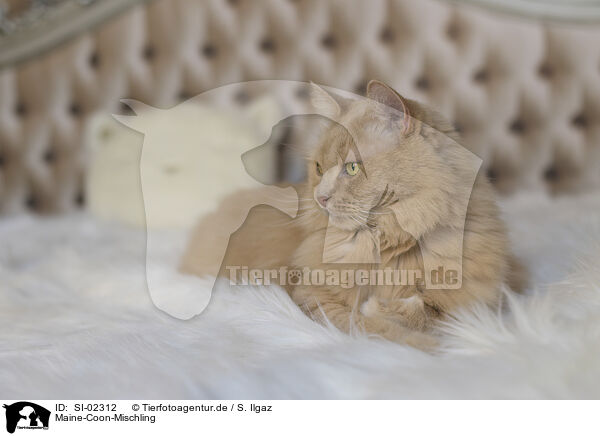 Maine-Coon-Mischling / SI-02312