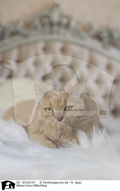 Maine-Coon-Mischling / SI-02314