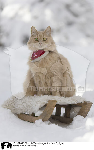 Maine-Coon-Mischling / Maine-Coon-Cross / SI-02360