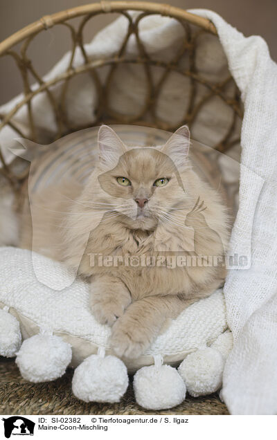 Maine-Coon-Mischling / SI-02382