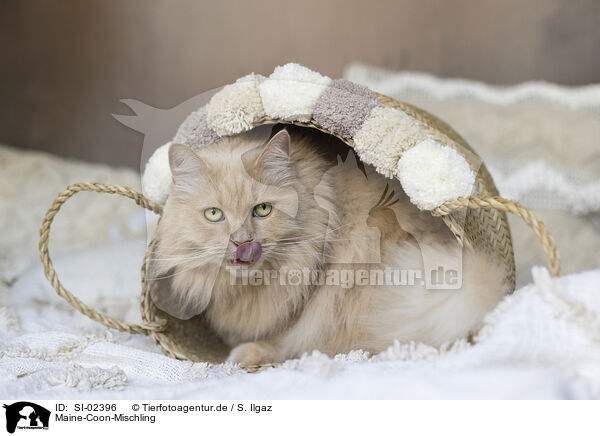 Maine-Coon-Mischling / SI-02396