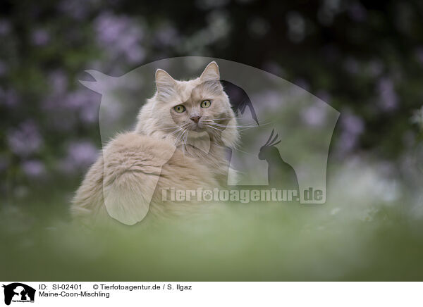 Maine-Coon-Mischling / SI-02401