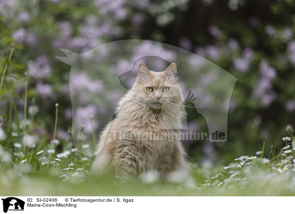 Maine-Coon-Mischling / SI-02406