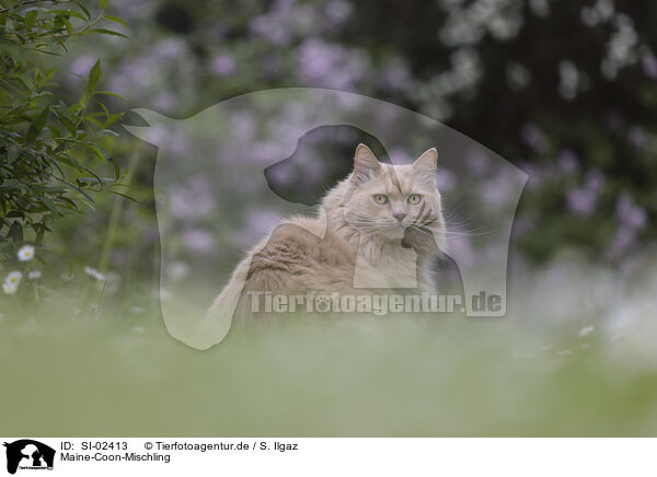 Maine-Coon-Mischling / SI-02413