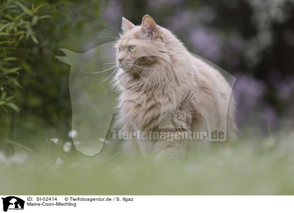 Maine-Coon-Mischling / Maine-Coon-Cross / SI-02414