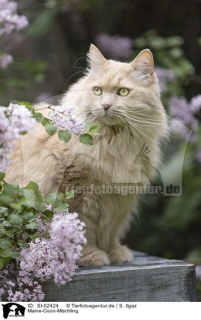 Maine-Coon-Mischling / Maine-Coon-Cross / SI-02424