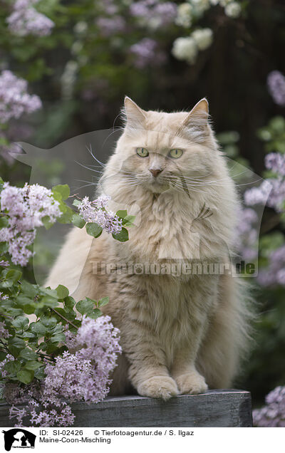 Maine-Coon-Mischling / SI-02426