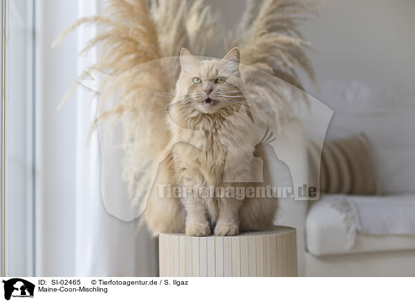 Maine-Coon-Mischling / SI-02465