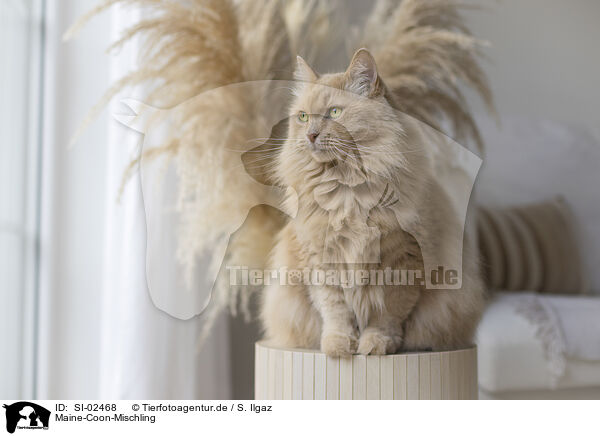 Maine-Coon-Mischling / Maine-Coon-Cross / SI-02468