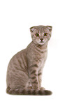 Scottish-Fold-Ocicat-Mischling