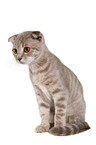 Scottish-Fold-Ocicat-Mischling