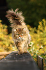 laufende Maine-Coon-Perser-Mix