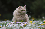 Katze auf einer Blumenwiese