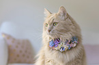 Katze mit Blumenkranz um den Hals