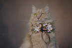 Katze mit Blumenkranz um den Hals