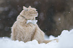 Katze mit Fliege um den Hals