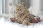 Maine-Coon-Mix