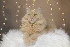 Maine-Coon-Mischling im Studio